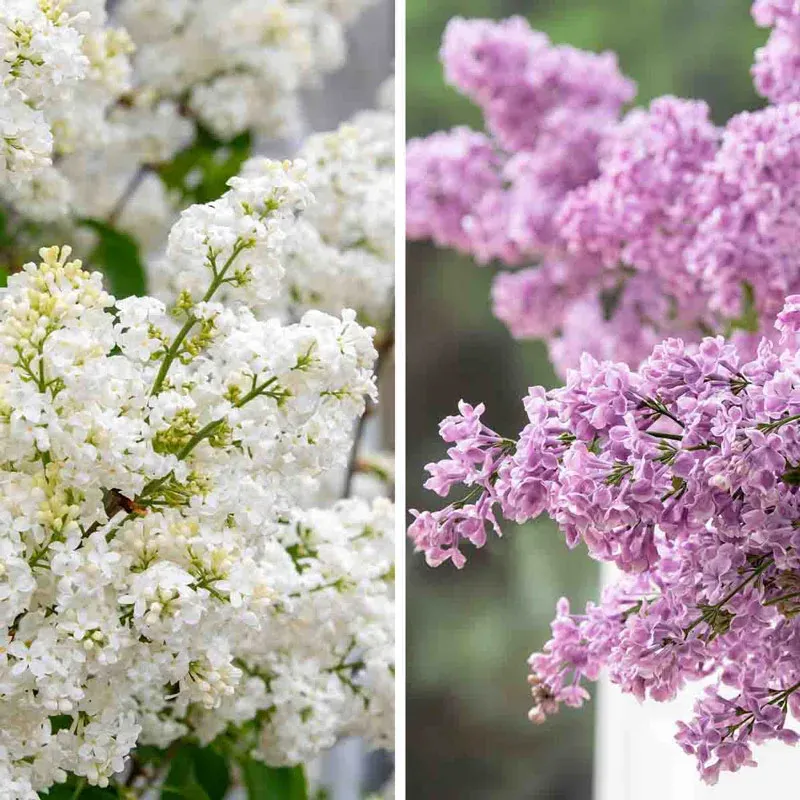 Beach Party Lilac Collection - Coordinated Lavender Event Accessories