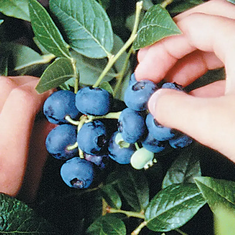 Dwarf Northblue Half-High Blueberry Plant for Home Gardens