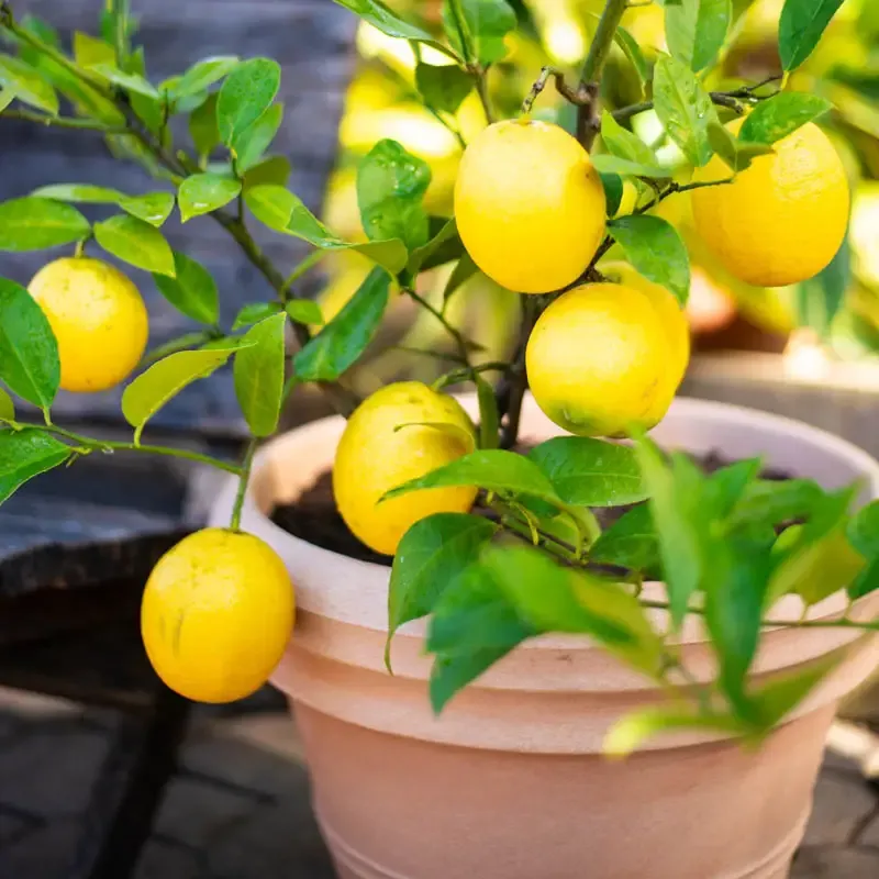 Dwarf Meyer Lemon Tree - Compact Citrus Plant for Container Gardening 3