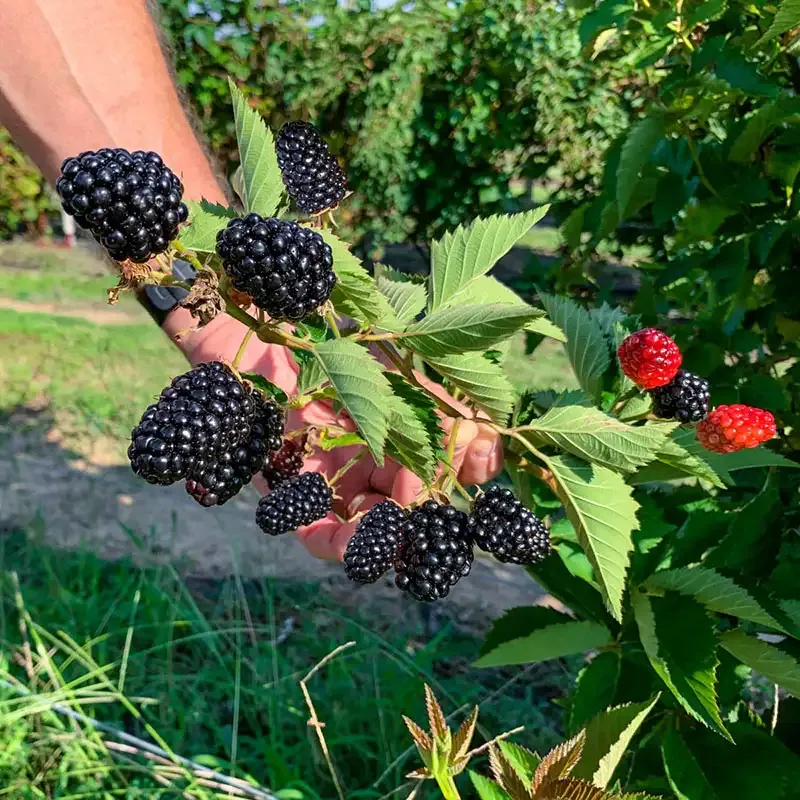 Sweet Giant Blackberry Plant - High Yield Fruit Variety