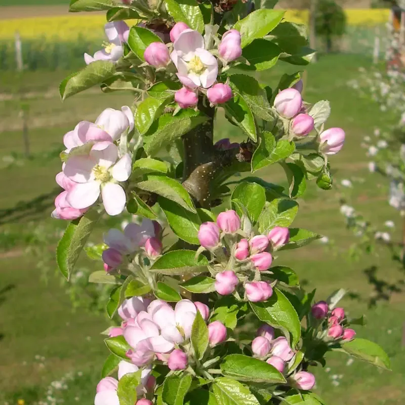Natural Apple Tree Fruit Snacks - Dried Apple Slices 1