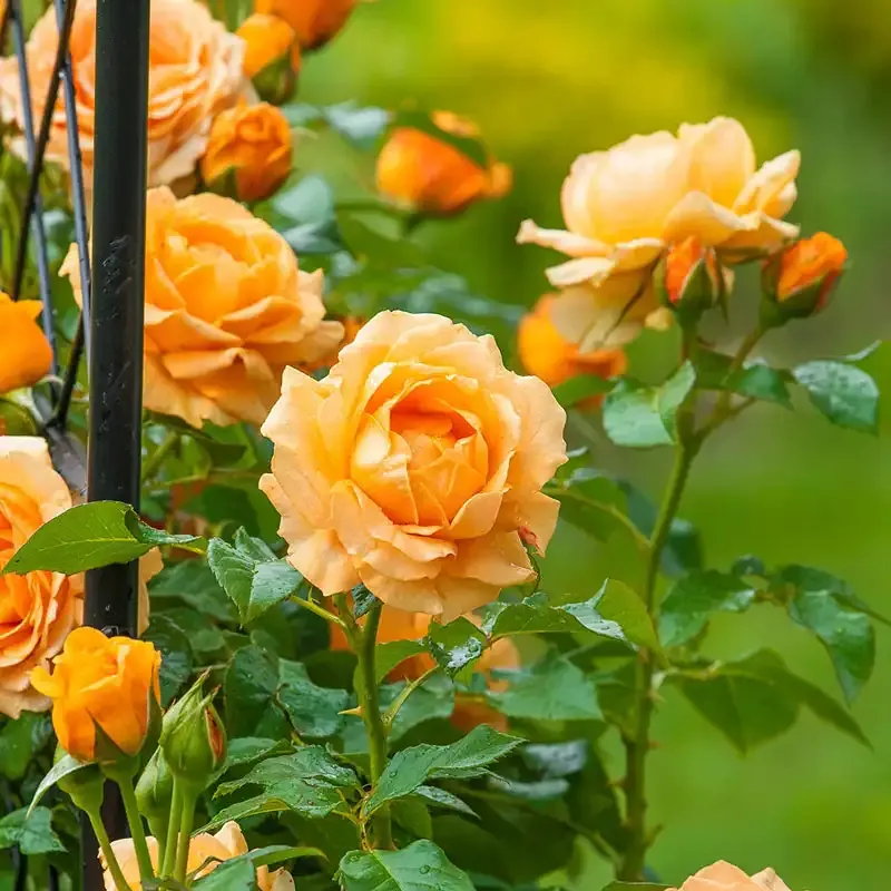 Hardy Climbing Rose Perennial Flowering Shrub for Vertical Garden Support