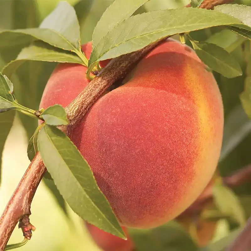 Contender Peach Tree - Cold Hardy Self-Pollinating Fruit Tree
