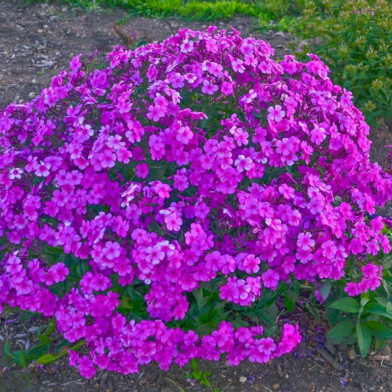 Cloudburst Phlox Hardy Perennial Garden Plant