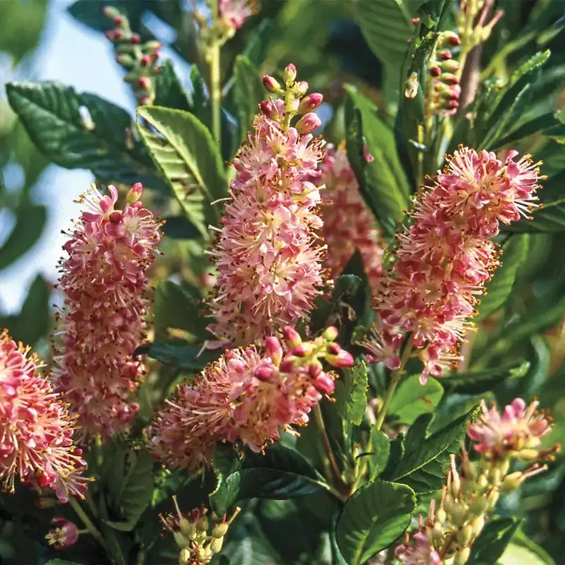 Ruby Spice Summersweet (Clethra alnifolia) Fragrant Deciduous Flowering Shrub