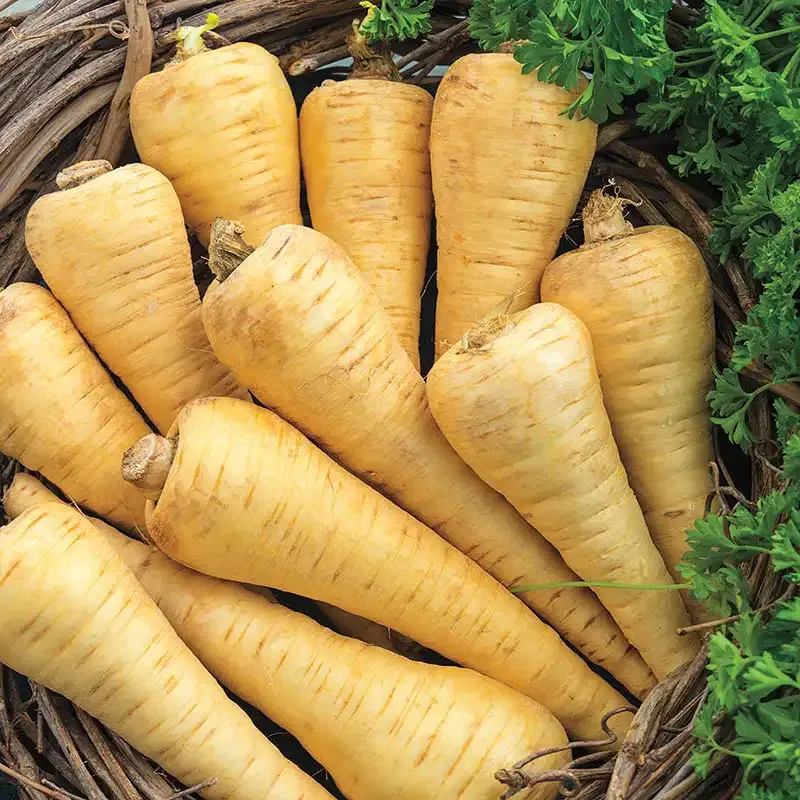 All American Parsnip Seeds for Home Vegetable Gardening
