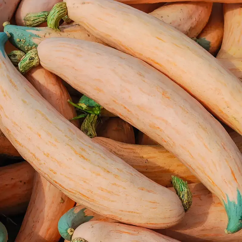 North Georgia Candy Roaster Heirloom Winter Squash