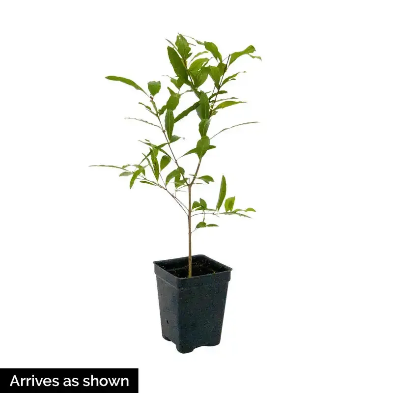 Dwarf Pomegranate Plant - Compact Ornamental Fruit-Bearing Shrub 1