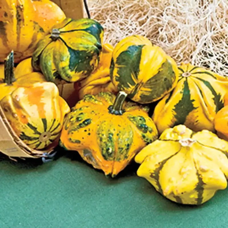 Natural Daisy Gourd Decorative Dried Gourd for DIY Crafts 2