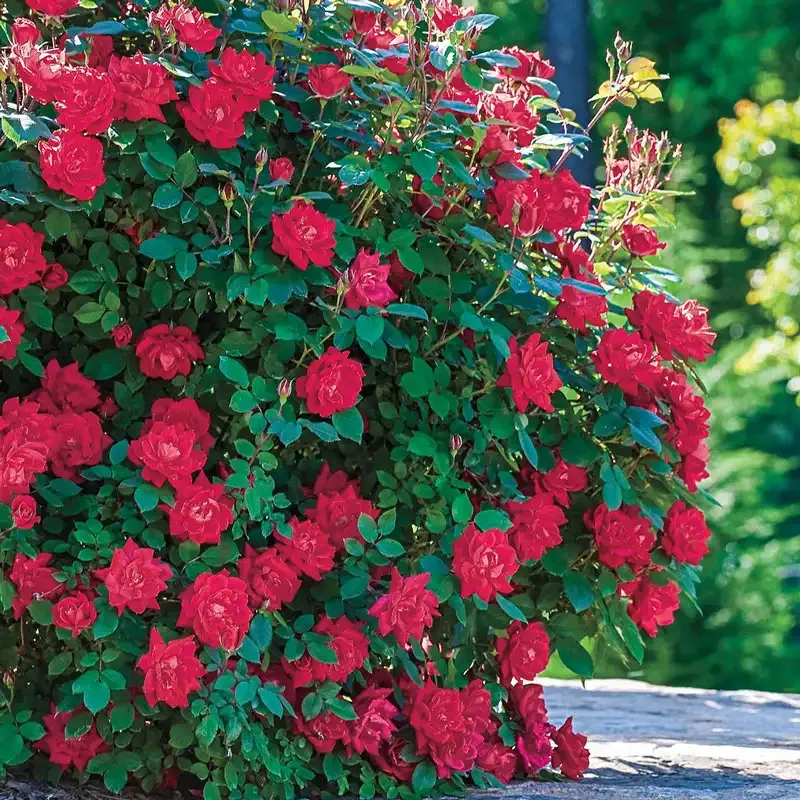 Red Double Knock Out Shrub Rose Plant 2