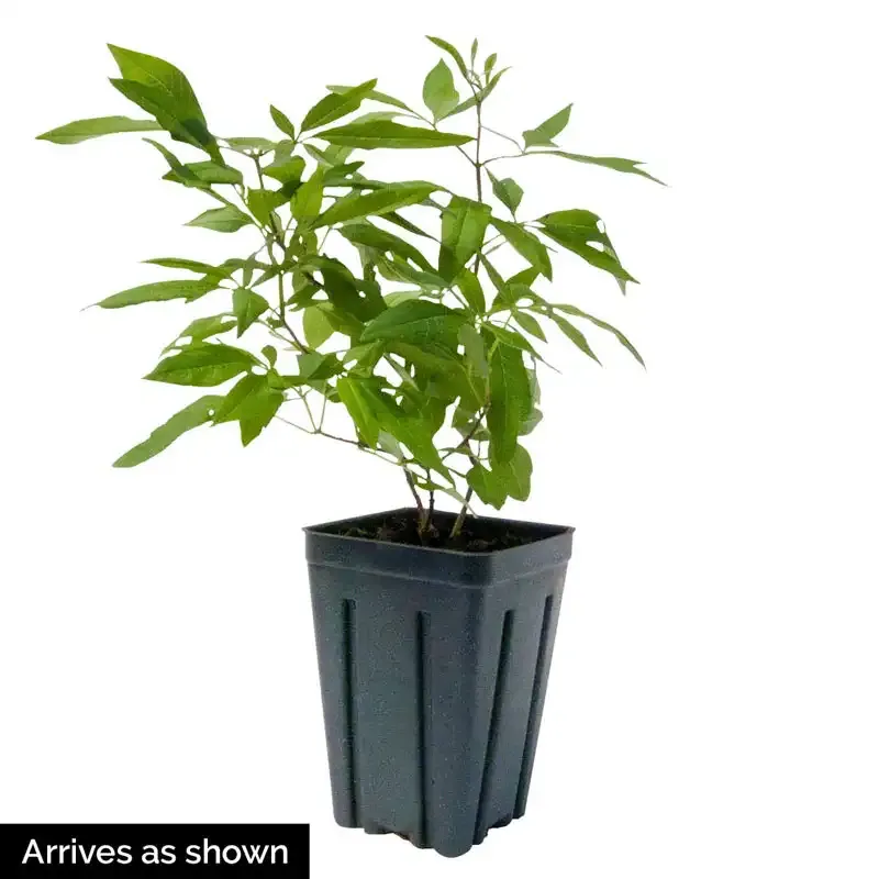 Shoal Creek Chaste Tree (Vitex agnus-castus) Ornamental Flowering Shrub 1