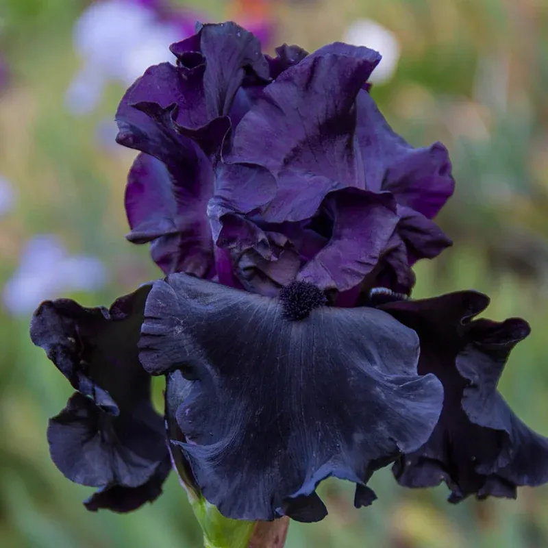 Black Is Black Bearded Iris Perennial Rhizome