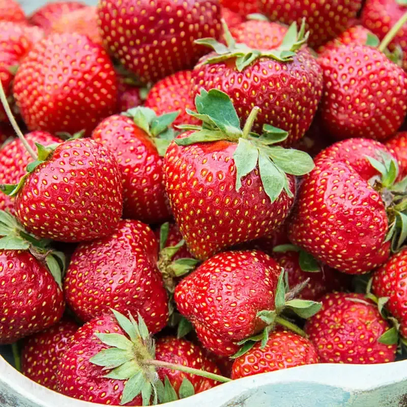Flavorfest Junebearing Strawberry Plant for Home Gardens