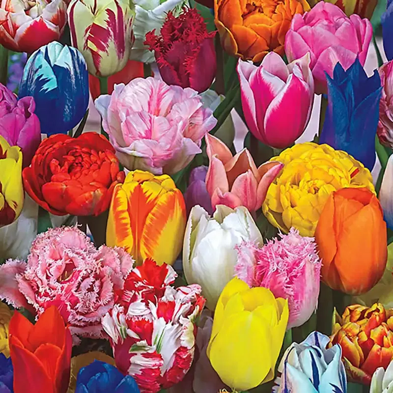 All Spring Tulip Mix - Assorted Perennial Flower Bulbs for Spring Gardens 1