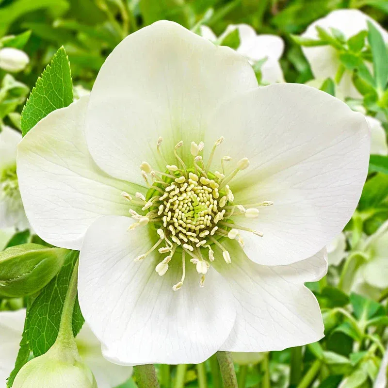 Great White Hellebore (Veratrum album) Perennial Plant