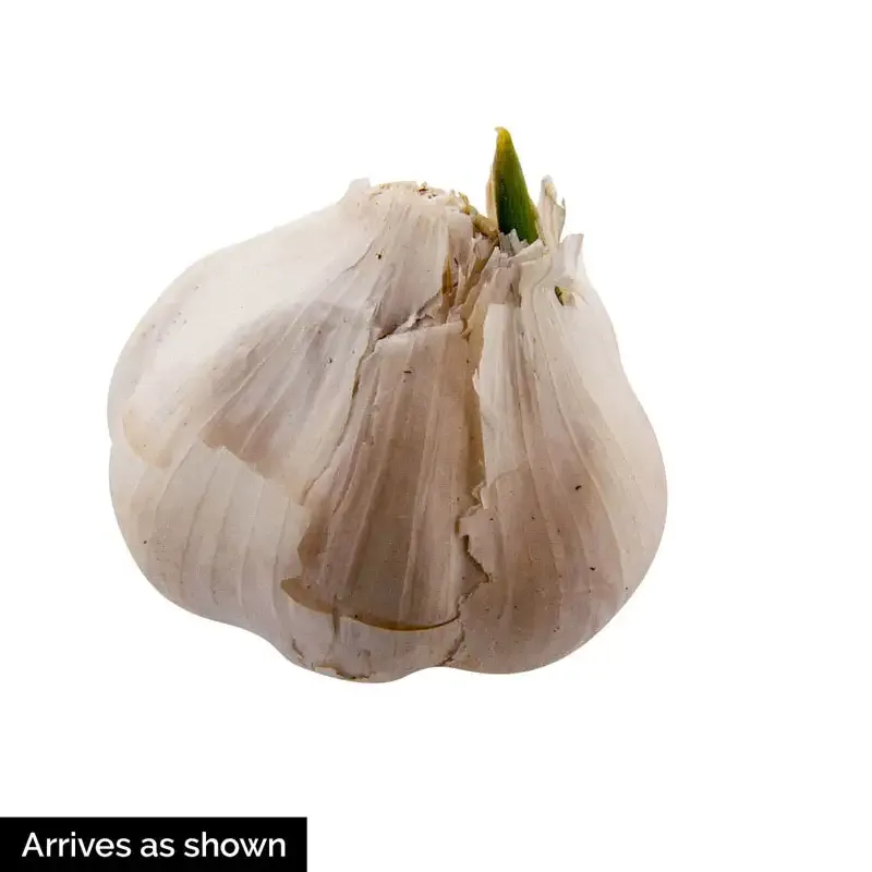 Deerfield Purple Hardneck Garlic Bulbs for Planting and Culinary Use 2
