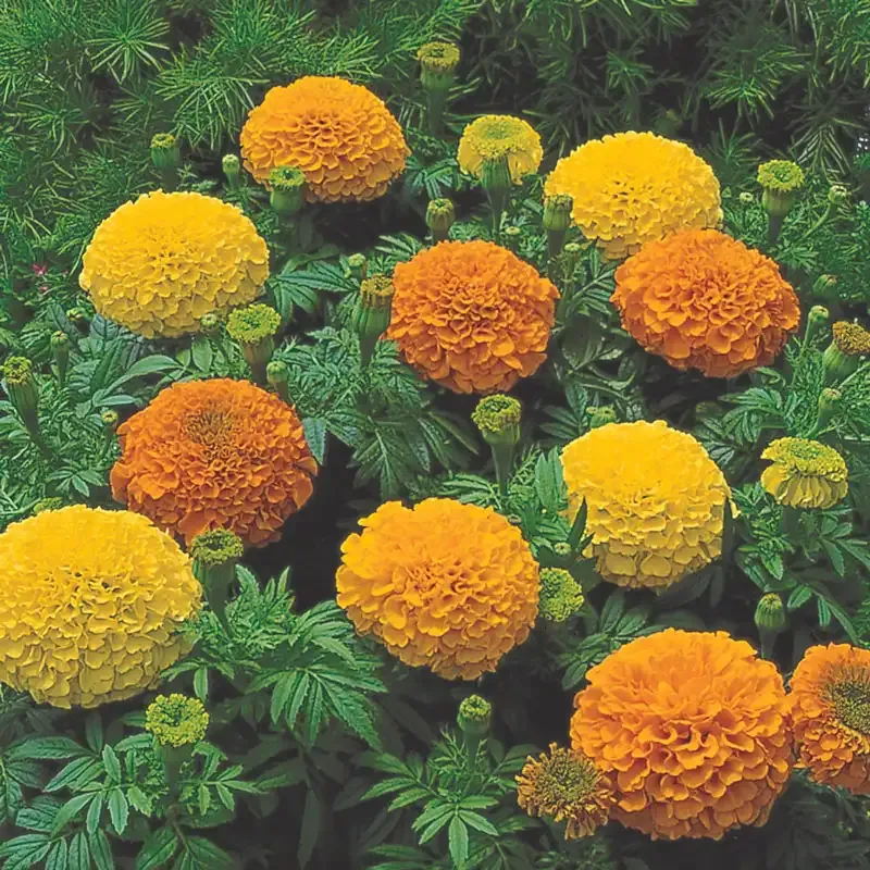 Marigold Inca II Seed Mix - Professional Annual Flower Variety