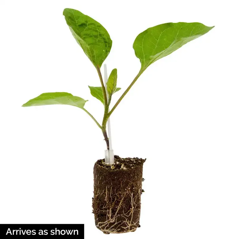 Prosperosa Eggplant Heirloom Vegetable Seeds 2