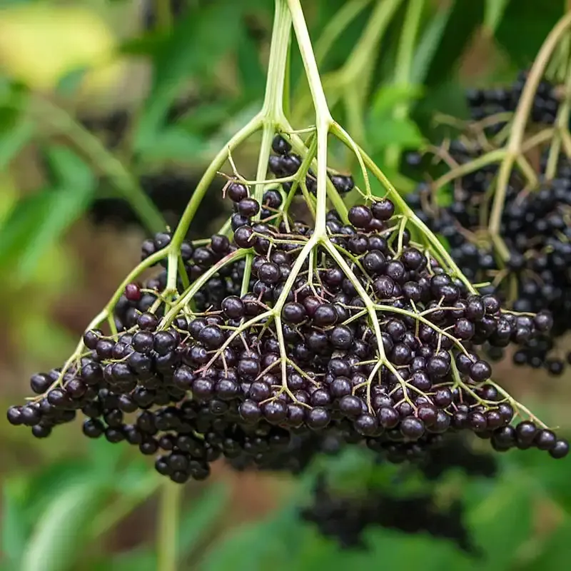 American Elderberry Dried Berries - Sambucus Canadensis Whole Fruit