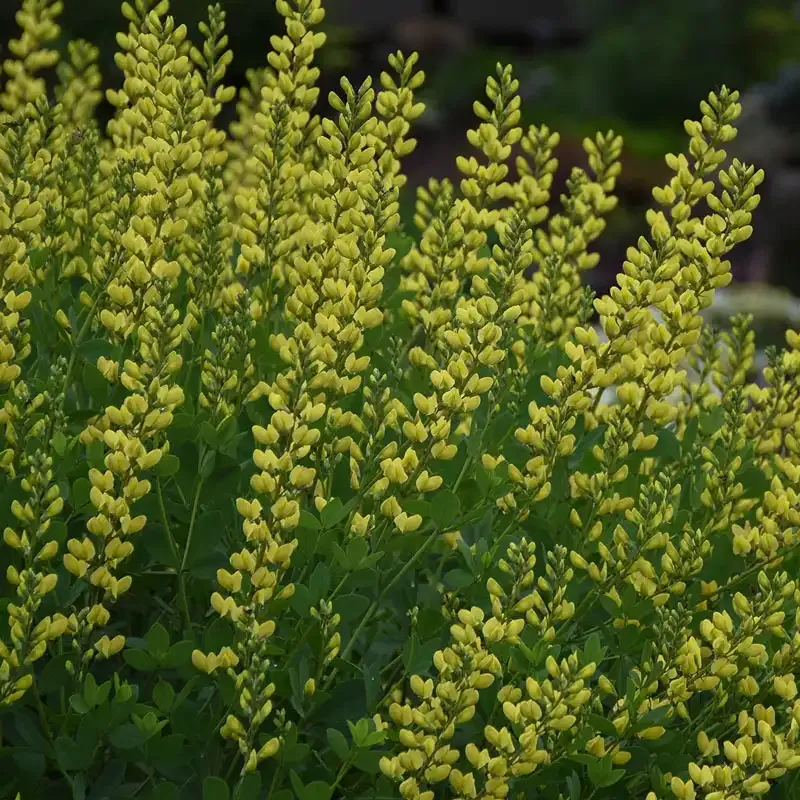 American Goldfinch Baptisia (Baptisia sphaerocarpa) Native Perennial 2