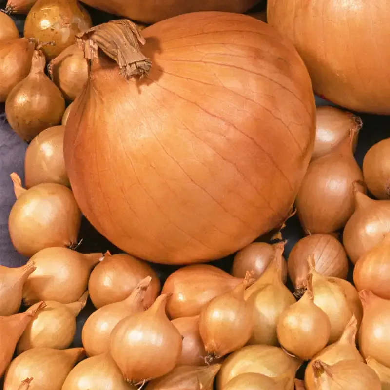 Spanish Globe Onion Sets for Vegetable Gardening
