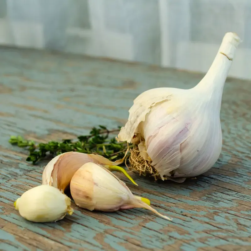 Mt. Hood Hardneck Garlic Bulbs for Culinary Use and Cultivation