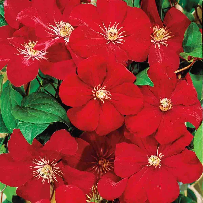 Clematis 'Rouge Cardinal' Large-Flowered Perennial Climbing Vine 1