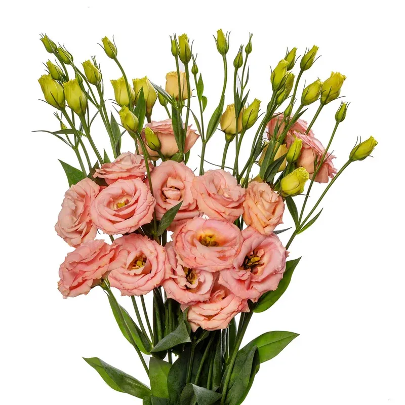 Cessna Apricot Lisianthus Cut Flower Stem