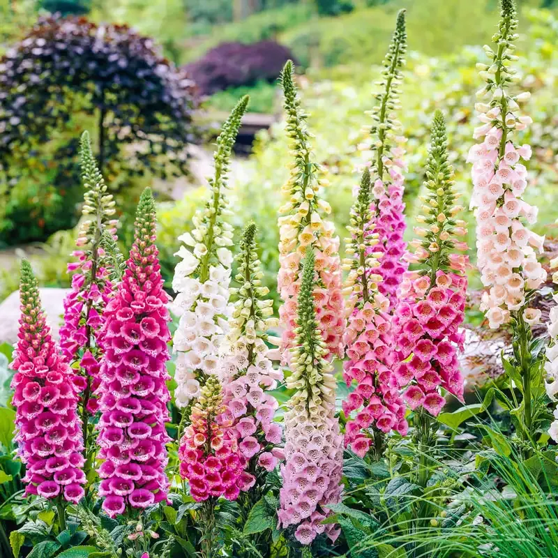 Woodland Excelsior Foxglove Mix - Biennial Flowering Plant Seeds