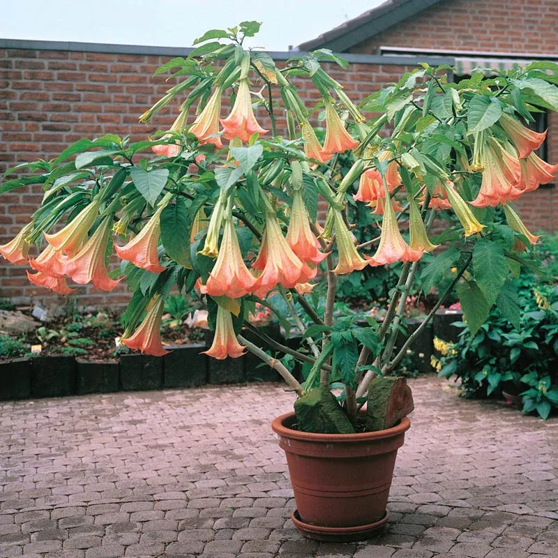 Pink Angel Trumpet (Brugmansia Versicolor) Flowering Plant Seeds