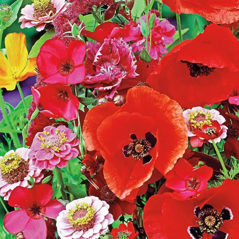 Hummingbird and Butterfly Annual Garden Seed Mix - Nectar-Rich Pollinator Flower Blend