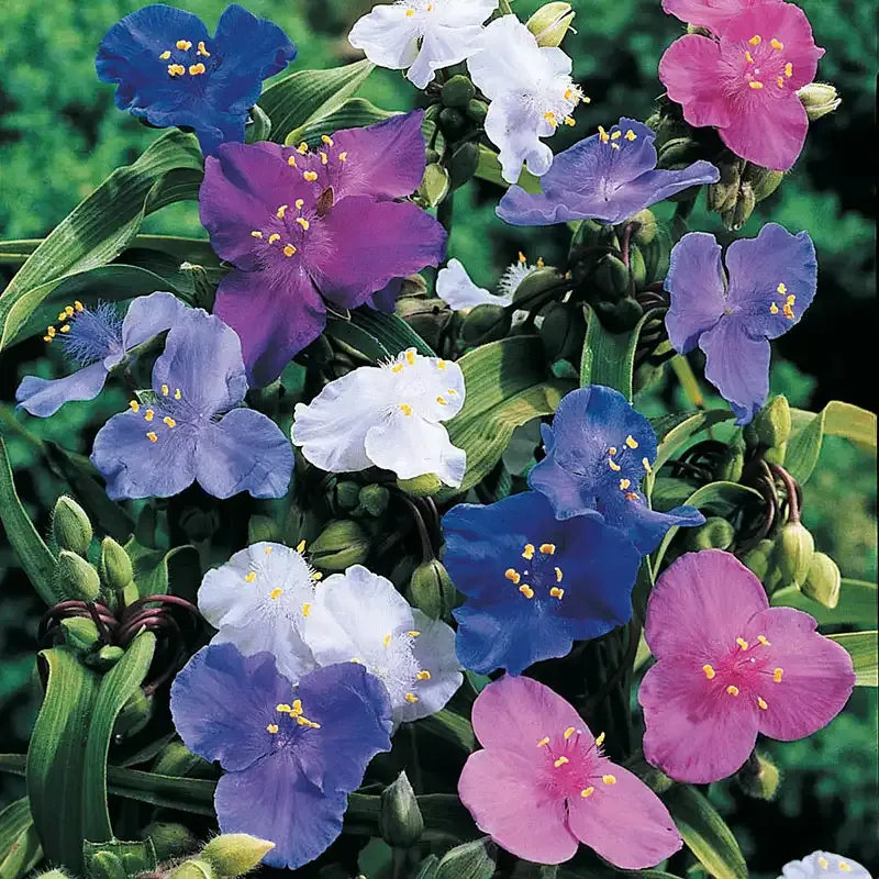 Spiderwort Plant Mix - Assorted Tradescantia Indoor Foliage