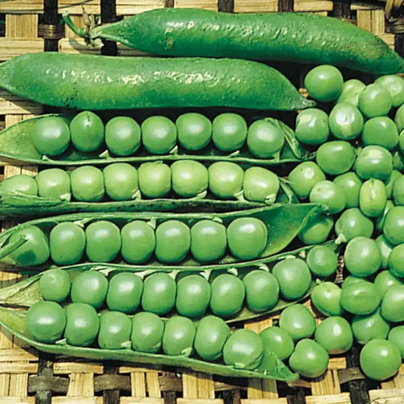 Lincoln Shell Pea Seeds - Heirloom Vegetable Planting Seeds