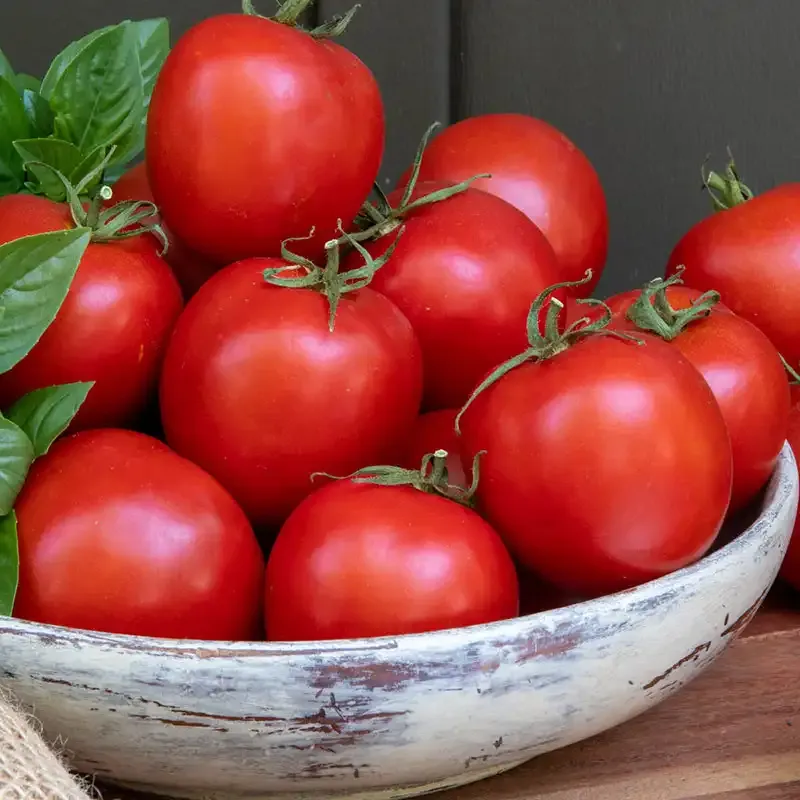Early Darling Hybrid Tomato Seeds - Early Maturing Variety
