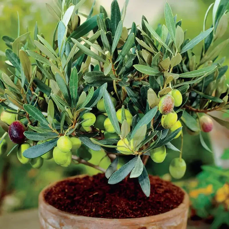 Mediterranean Olive Tree Artificial Plant for Indoor Home and Office Decor