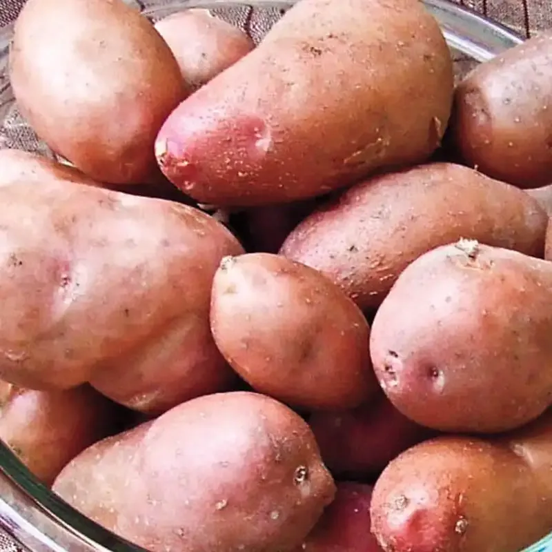 French Fingerling Potatoes - Heirloom Culinary Variety