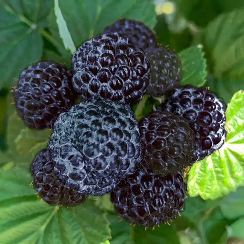 Thornless Black Raspberry Plant for Home Gardening