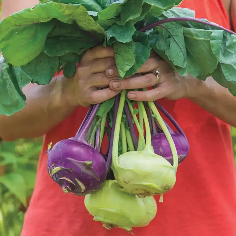 Sweetie Hybrid Kohlrabi Seeds for Home Vegetable Gardening