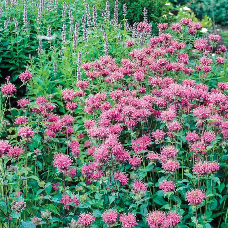 Pink Bee Balm Perennial Flowering Plant