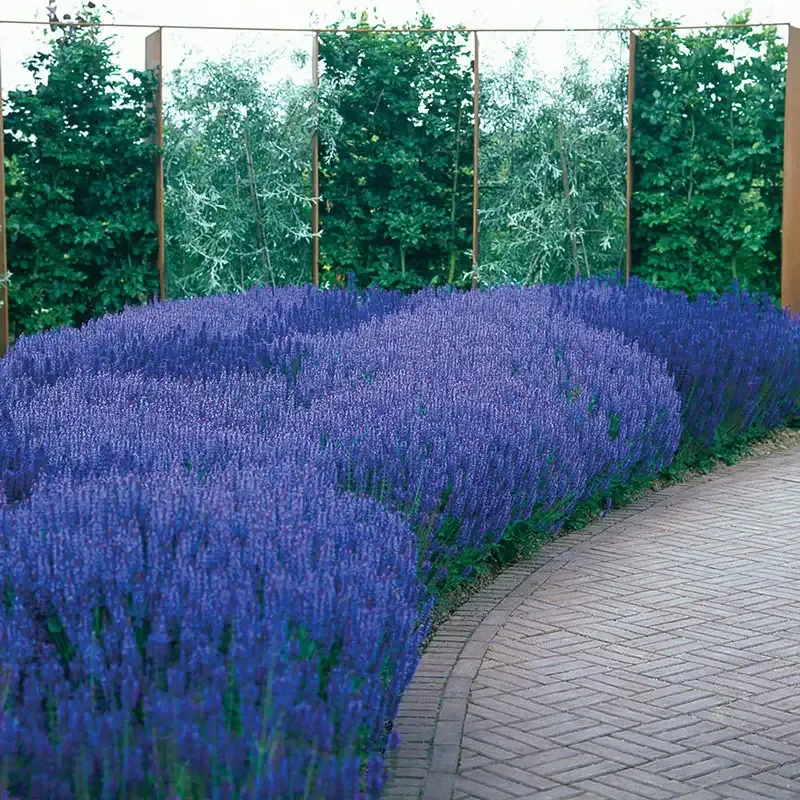 April Night Salvia Perennial Flowering Plant - Deep Blue Spikes 1