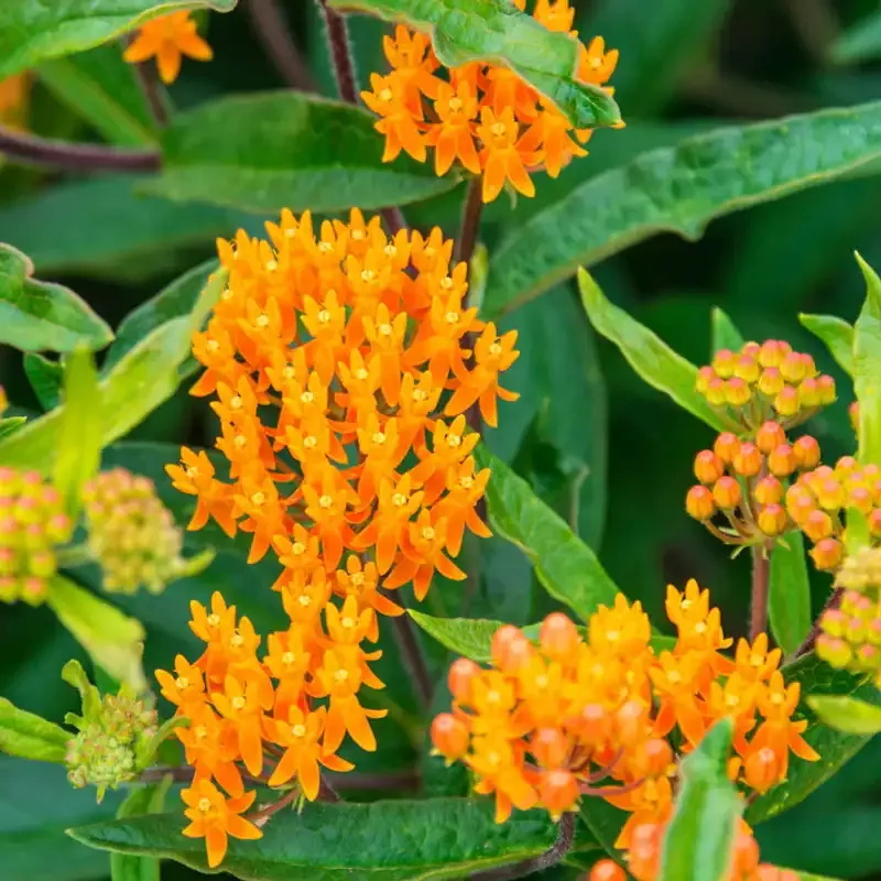 Butterfly Weed (Asclepias Tuberosa) Native Perennial Flower Seeds 2