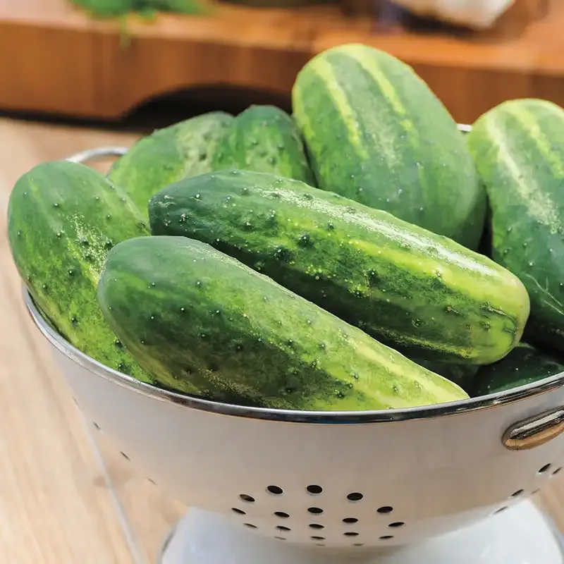 Miss Pickler Hybrid Pickling Cucumber Seeds for Home Gardens 1