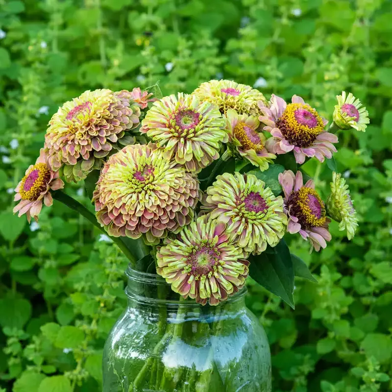 Queeny Lime with Blotch Zinnia Heirloom Flower Seeds 1