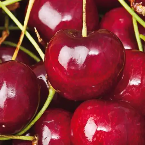 Sweetheart Sweet Cherry Tree - Self-Fertile Fruit Bearing Tree