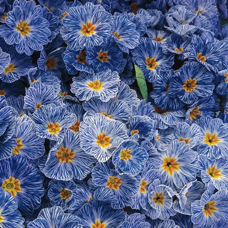 Blue Zebra Primrose Perennial Flowering Plant 1
