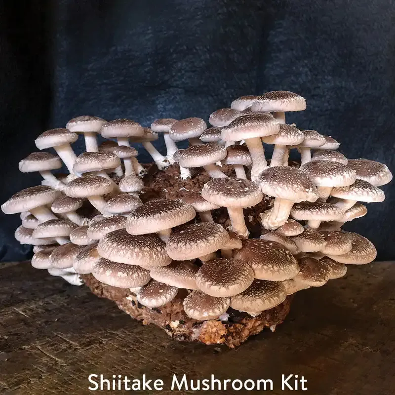 Table Top Indoor Mushroom Growing Kit for Home Cultivation 2