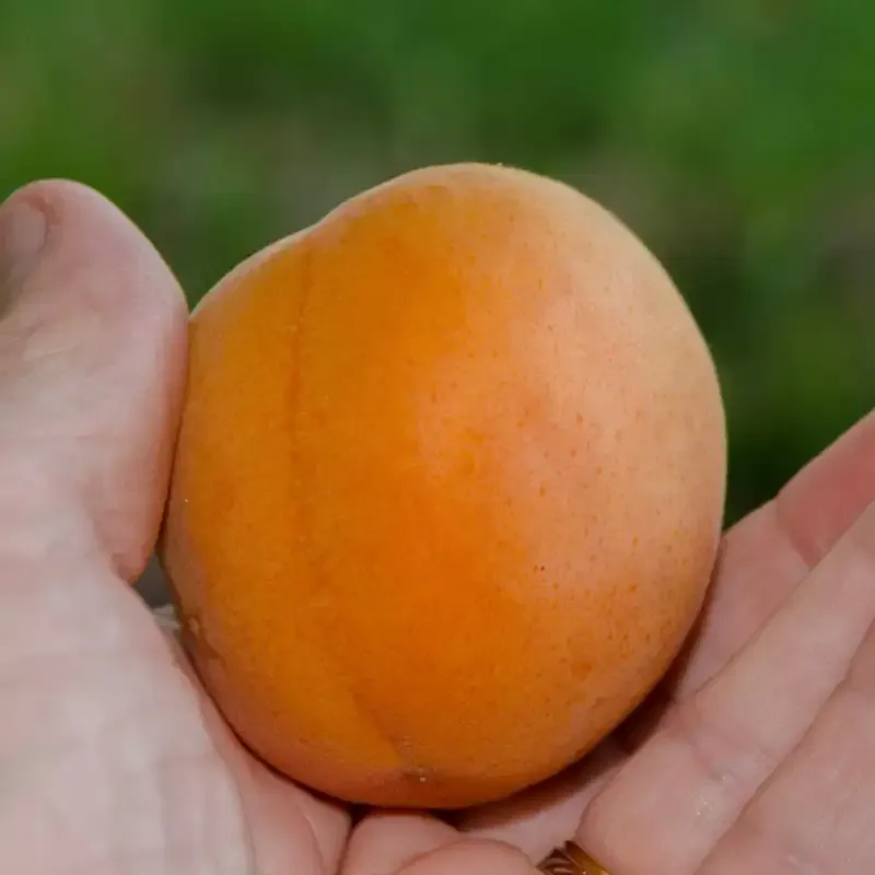 Katy Apricot Tree for Home Garden Cultivation 2