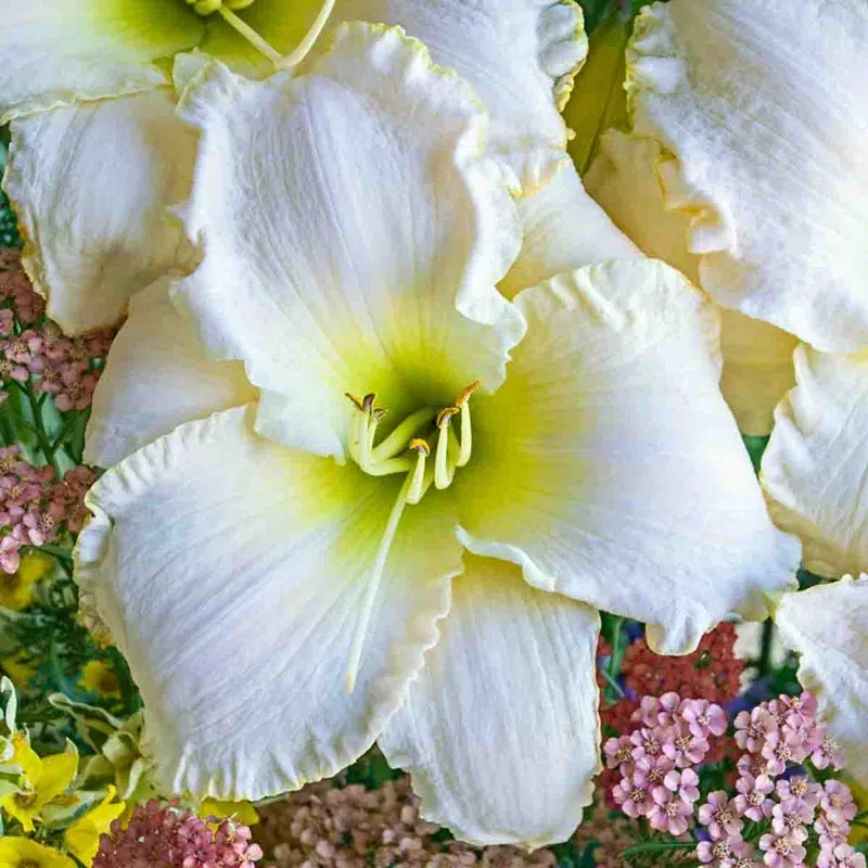 Early Snow Daylily Perennial Hemerocallis Bare Root Plant