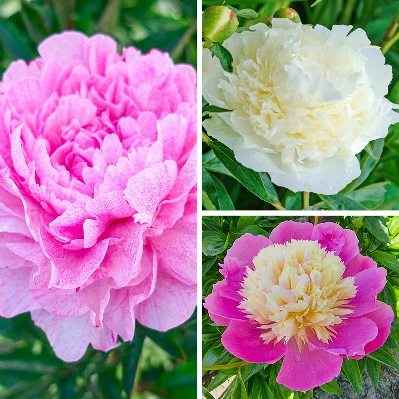Fragrant Peony Root Collection for Perennial Garden Landscapes