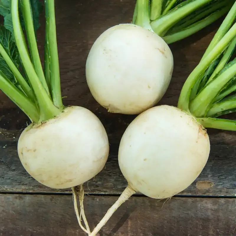 Amelie Hybrid Turnip Seeds for Consistent Root Development 1